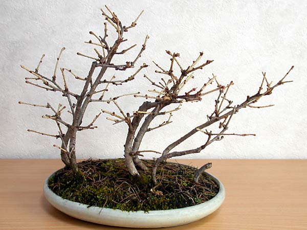 カラマツ盆栽（からまつ・唐松）ミニ盆栽の今と過去の成長記録と育て方・手入れ・剪定・植え替え・Larix kaempferi bonsai photo