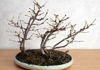 カラマツ-A（からまつ・唐松）盆栽の樹作りの参考樹形・Larix kaempferi Best bonsai