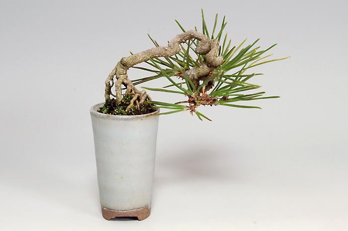 クロマツ-B（くろまつ・黒松）松柏盆栽を裏側から見た景色・Pinus thunbergii bonsai