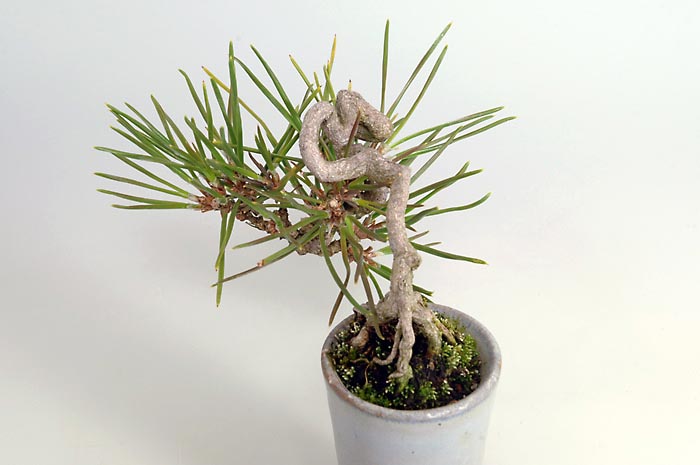 クロマツ-B（くろまつ・黒松）松柏盆栽を右側から見た景色・Pinus thunbergii bonsai