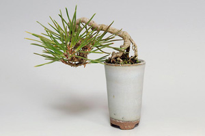 クロマツ-B（くろまつ・黒松）盆栽の樹作りの参考樹形・Pinus thunbergii Best bonsai