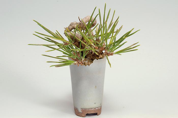 クロマツ-B（くろまつ・黒松）松柏盆栽を左側から見た景色・Pinus thunbergii bonsai