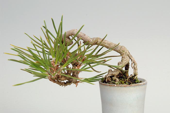 クロマツ-B（くろまつ・黒松）松柏盆栽を正面拡大して見た景色・Pinus thunbergii bonsai