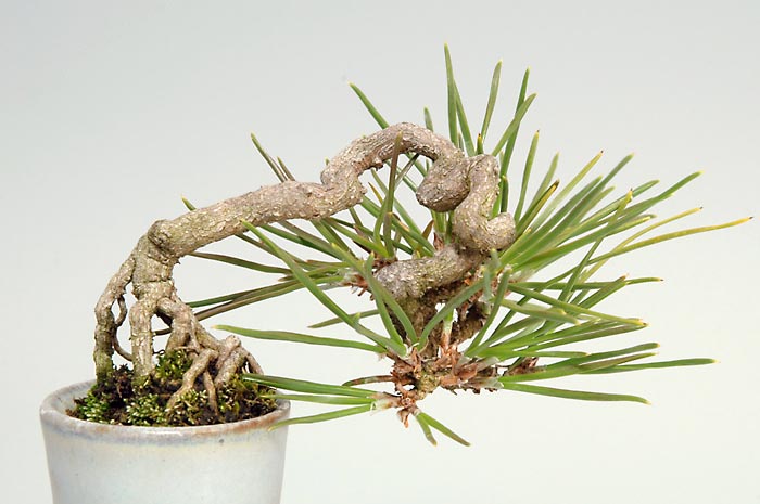 クロマツ-B（くろまつ・黒松）松柏盆栽を裏側拡大して見た景色・Pinus thunbergii bonsai