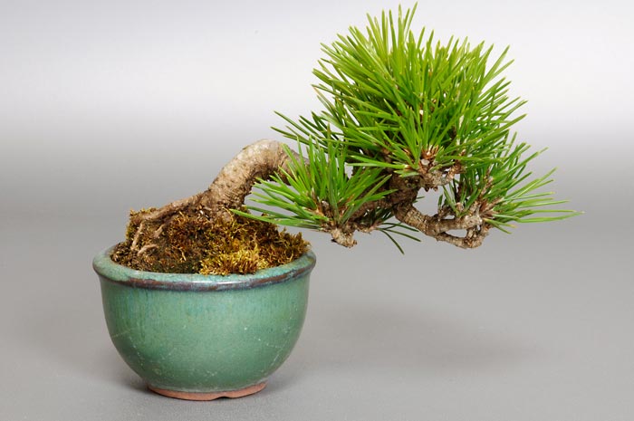 クロマツ-D1（くろまつ・黒松）松柏盆栽の販売と育て方・作り方・Pinus thunbergii bonsai