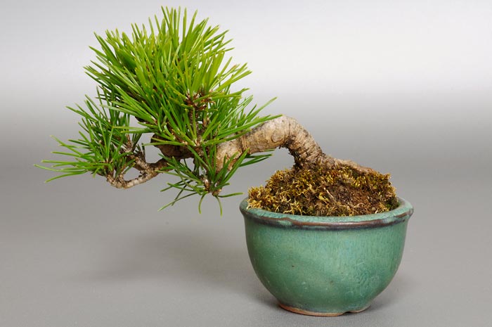 クロマツ-D1（くろまつ・黒松）松柏盆栽を裏側から見た景色・Pinus thunbergii bonsai