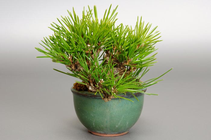 クロマツ-D1（くろまつ・黒松）松柏盆栽を右側から見た景色・Pinus thunbergii bonsai