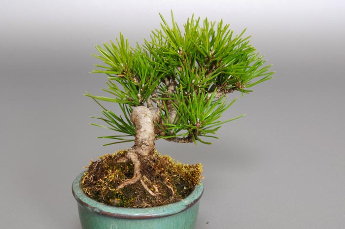 クロマツ-D1（くろまつ・黒松）松柏盆栽を左側から見た景色・Pinus thunbergii bonsai