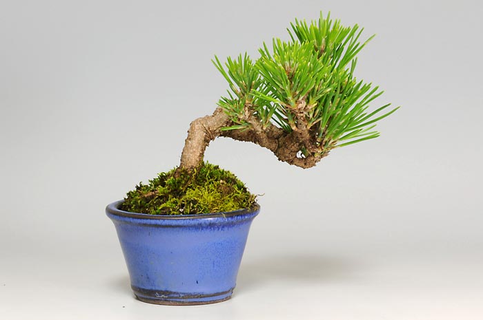 クロマツF-1（くろまつ・黒松）松柏盆栽の販売と育て方・作り方・Pinus thunbergii bonsai