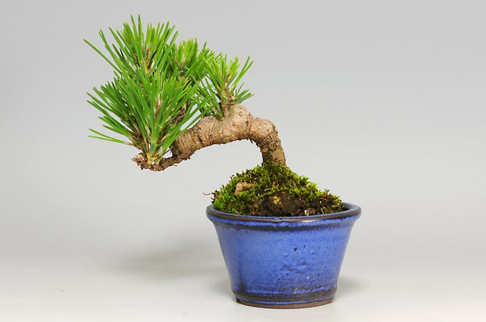 ミニ盆栽・クロマツF-1（くろまつ・黒松）松柏盆栽を裏側から見た景色・Pinus thunbergii bonsai