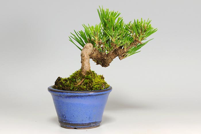 ミニ盆栽・クロマツF-1（くろまつ・黒松）松柏盆栽を左側から見た景色・Pinus thunbergii bonsai