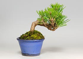 クロマツA-1（くろまつ・黒松）松柏盆栽の成長記録-1・Pinus thunbergii bonsai