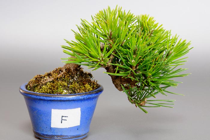 クロマツF（くろまつ・黒松）松柏盆栽の販売と育て方・作り方・Pinus thunbergii bonsai