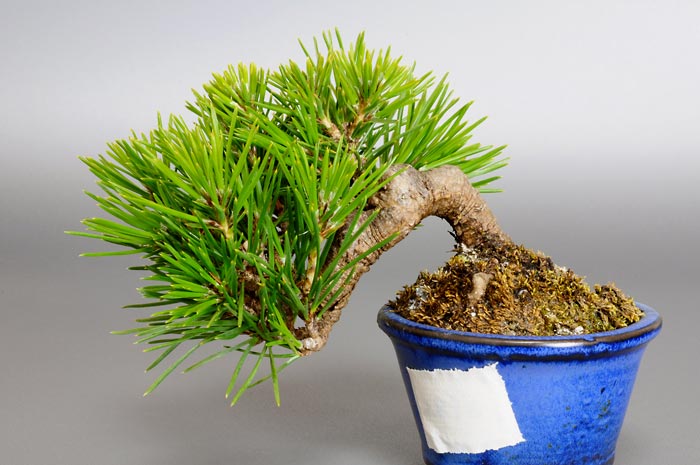 ミニ盆栽・クロマツF（くろまつ・黒松）松柏盆栽を裏側から見た景色・Pinus thunbergii bonsai