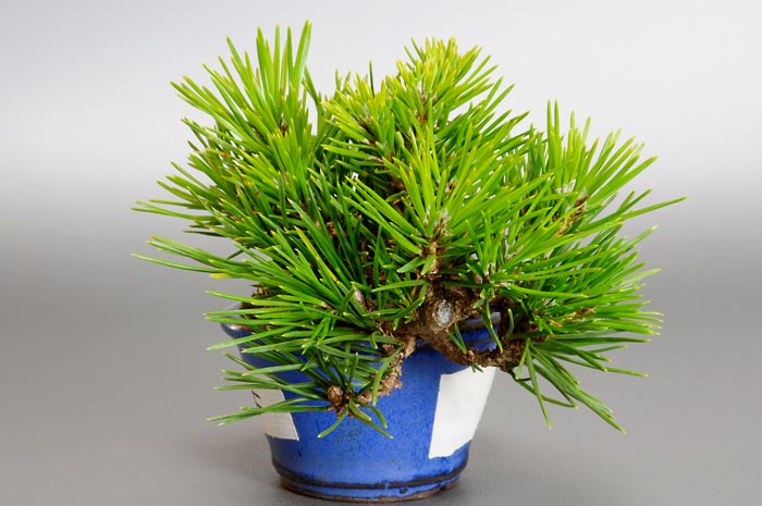 ミニ盆栽・クロマツF（くろまつ・黒松）松柏盆栽を右側から見た景色・Pinus thunbergii bonsai