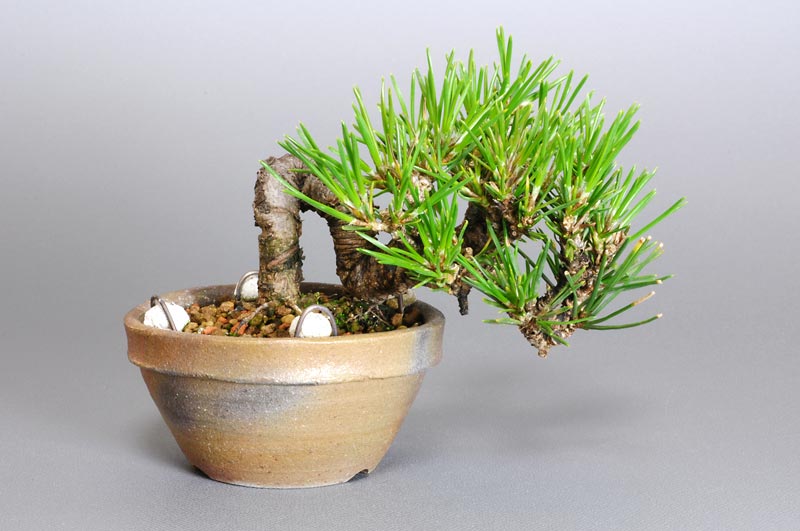 クロマツ-F1（くろまつ・黒松）松柏盆栽の販売と育て方・作り方・Pinus thunbergii bonsai