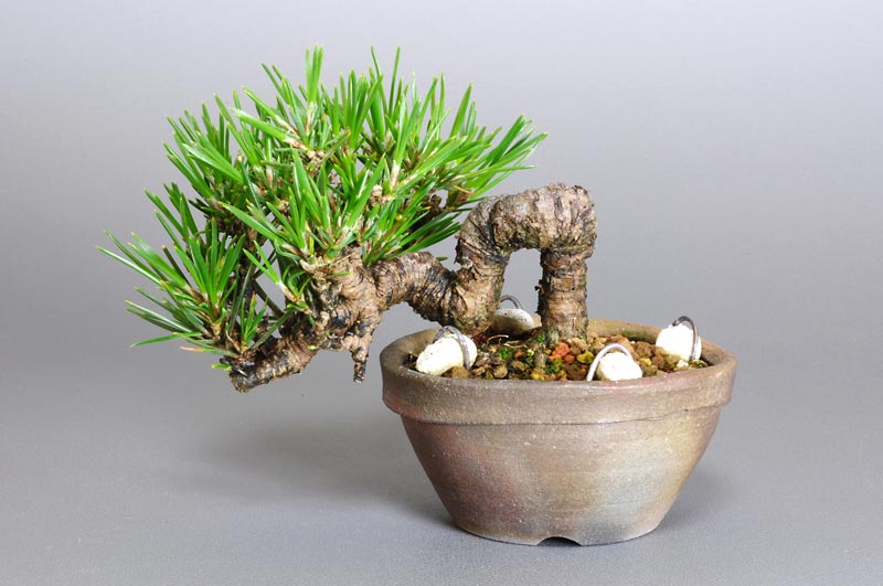 豆盆栽・クロマツ-F1（くろまつ・黒松）松柏盆栽を裏側から見た景色・Pinus thunbergii bonsai