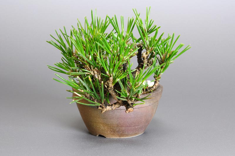 豆盆栽・クロマツ-F1（くろまつ・黒松）松柏盆栽を右側から見た景色・Pinus thunbergii bonsai