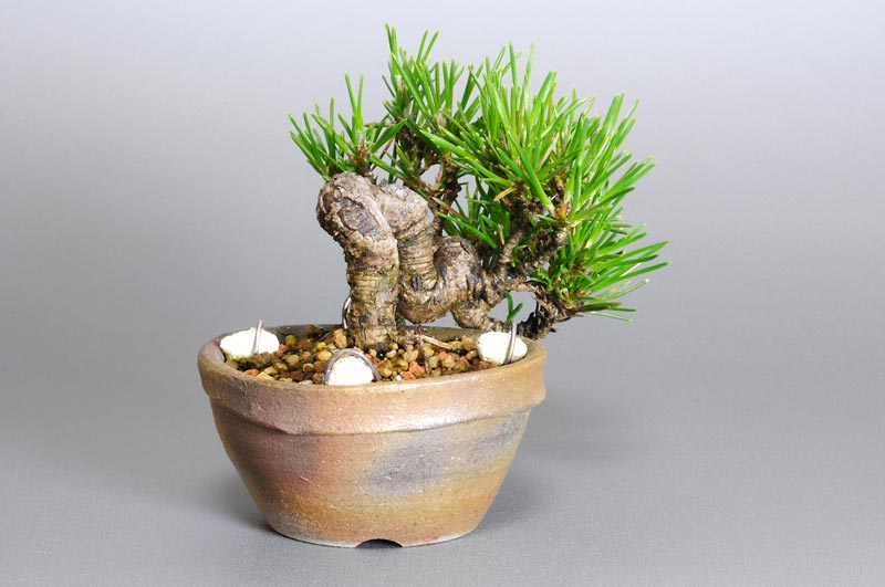 豆盆栽・クロマツ-F1（くろまつ・黒松）松柏盆栽を左側から見た景色・Pinus thunbergii bonsai