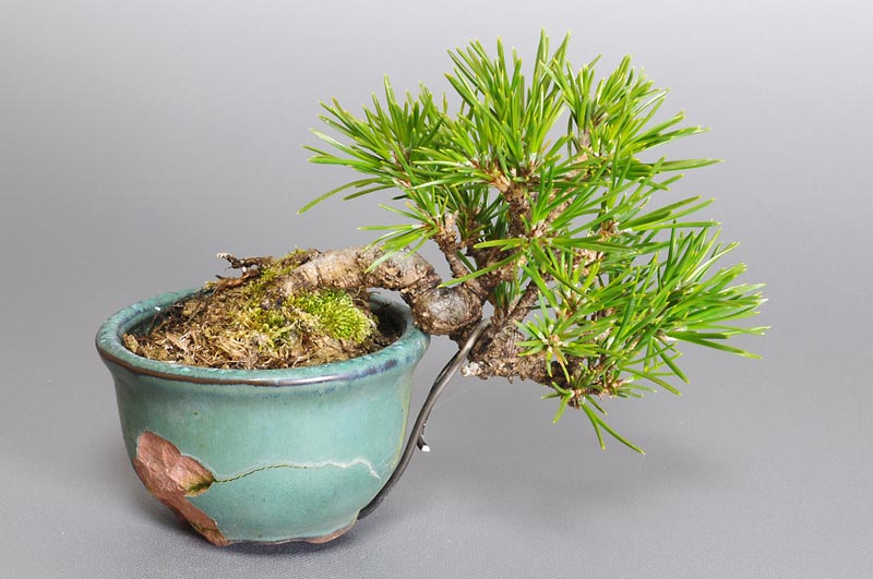 クロマツ-G1（くろまつ・黒松）松柏盆栽の販売と育て方・作り方・Pinus thunbergii bonsai