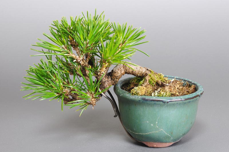 ミニ盆栽・クロマツ-G1（くろまつ・黒松）松柏盆栽を裏側から見た景色・Pinus thunbergii bonsai