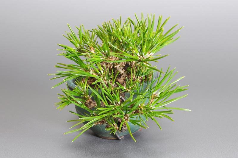 ミニ盆栽・クロマツ-G1（くろまつ・黒松）松柏盆栽を右側から見た景色・Pinus thunbergii bonsai