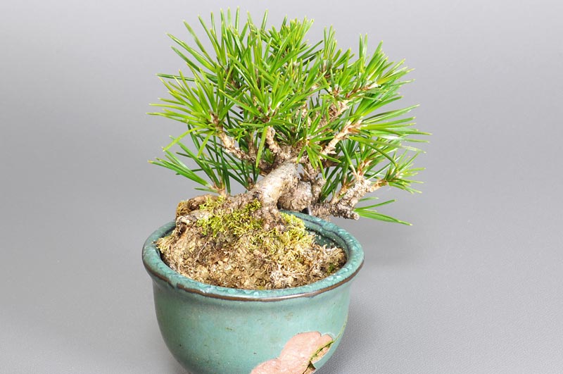 ミニ盆栽・クロマツ-G1（くろまつ・黒松）松柏盆栽を左側から見た景色・Pinus thunbergii bonsai