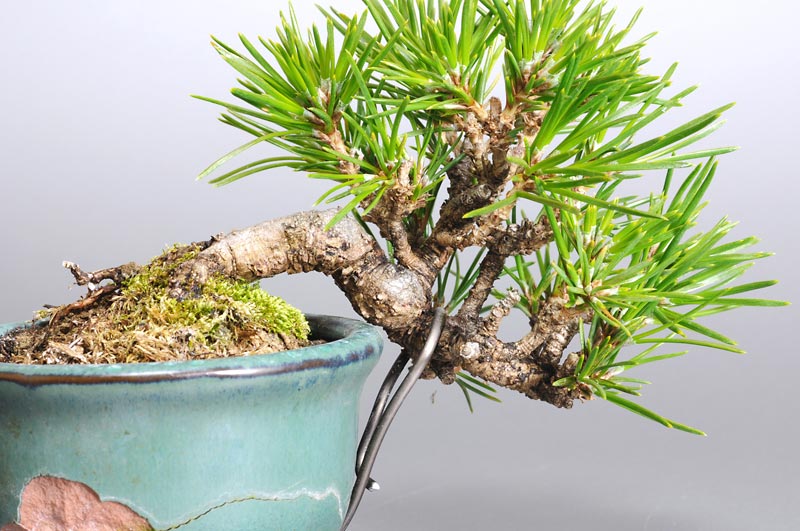 ミニ盆栽・クロマツ-G1（くろまつ・黒松）松柏盆栽を別側から見た景色・Pinus thunbergii bonsai