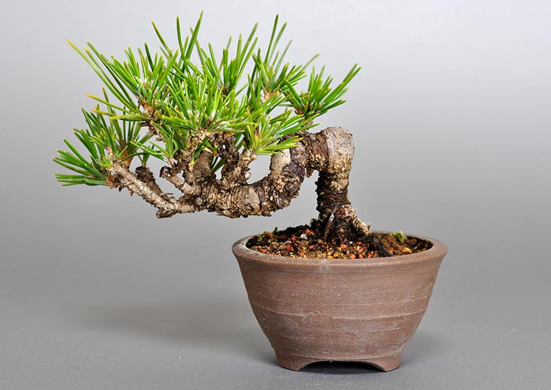 クロマツ-H1（くろまつ・黒松）松柏盆栽を裏側から見た景色・Pinus thunbergii bonsai