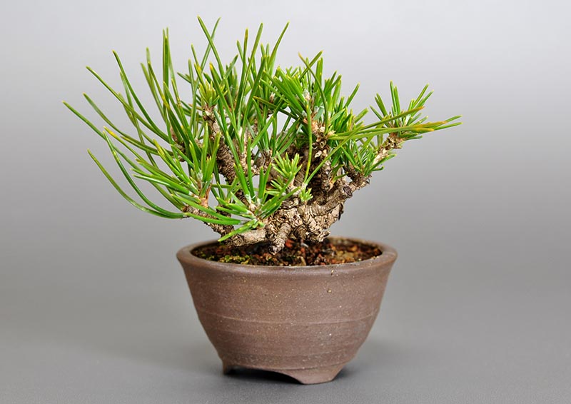 クロマツ-H1（くろまつ・黒松）松柏盆栽を右側から見た景色・Pinus thunbergii bonsai