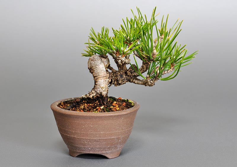 クロマツ-H1（くろまつ・黒松）松柏盆栽を左側から見た景色・Pinus thunbergii bonsai