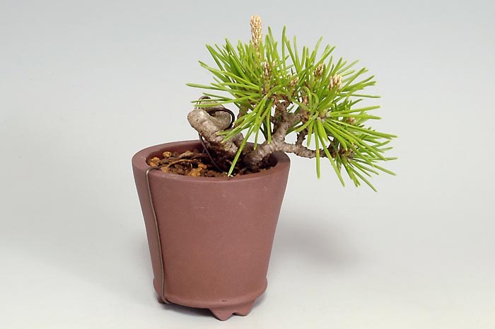 クロマツ-I（くろまつ・黒松）松柏盆栽を裏側から見た景色・Pinus thunbergii bonsai