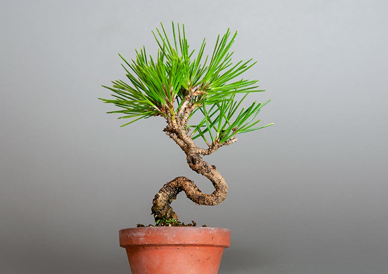 クロマツ-I1（くろまつ・黒松）松柏盆栽を裏側から見た景色・Pinus thunbergii bonsai