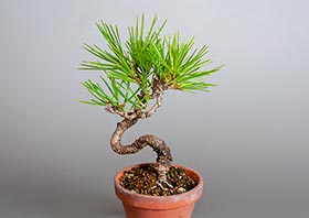 クロマツ-I1（黒松盆栽）Pinus thunbergii bonsaiの販売・通販店｜Bonsai trees Shop