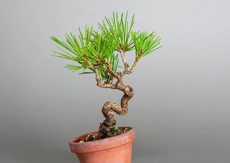 クロマツ-I1（くろまつ・黒松）松柏盆栽を右側から見た景色・Pinus thunbergii bonsai