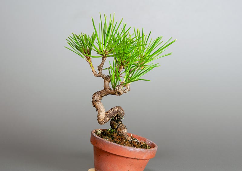 クロマツ-I1（くろまつ・黒松）松柏盆栽を左側から見た景色・Pinus thunbergii bonsai