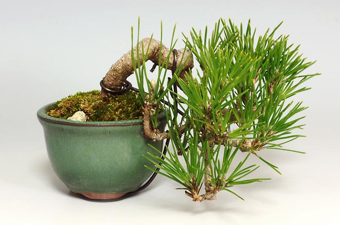 クロマツ-L（くろまつ・黒松）松柏盆栽の販売と育て方・作り方・Pinus thunbergii bonsai