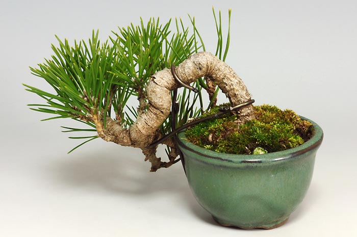 クロマツ-L（くろまつ・黒松）松柏盆栽を裏側から見た景色・Pinus thunbergii bonsai