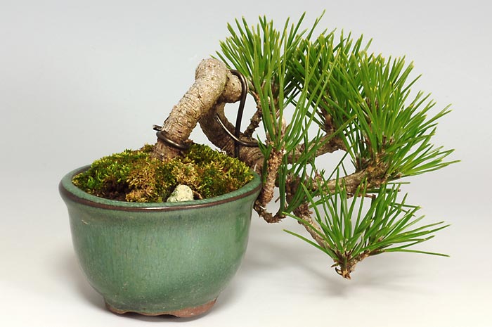 クロマツ-L（くろまつ・黒松）松柏盆栽を左側から見た景色・Pinus thunbergii bonsai