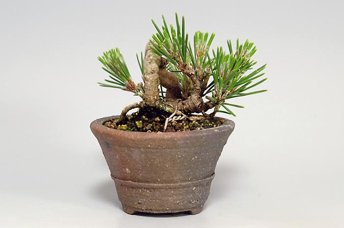 クロマツ-R（くろまつ・黒松）松柏盆栽を裏側から見た景色・Pinus thunbergii bonsai