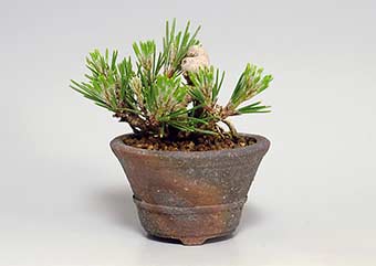 クロマツ-R（黒松盆栽）Pinus thunbergii bonsai・豆盆栽のベストコレクション・Best Collection of Mame Bonsai