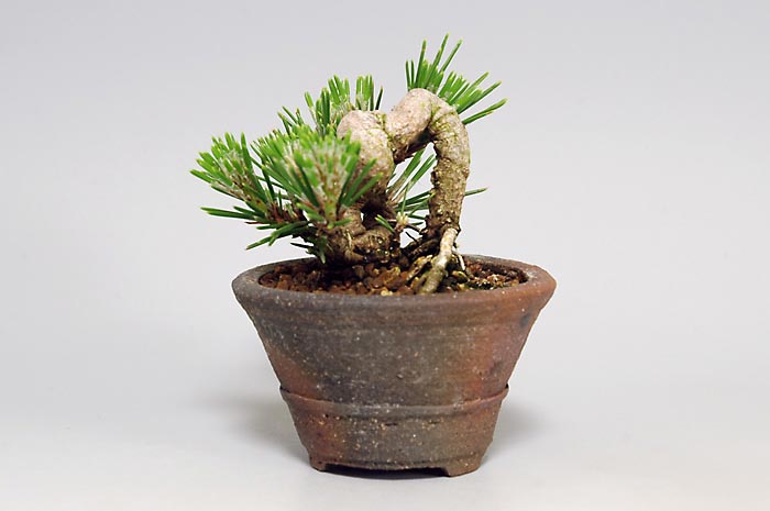 クロマツ-R（くろまつ・黒松）松柏盆栽を右側から見た景色・Pinus thunbergii bonsai