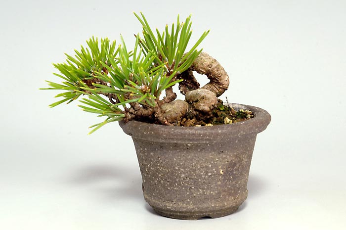 クロマツT（くろまつ・黒松）松柏盆栽の販売と育て方・作り方・Pinus thunbergii bonsai
