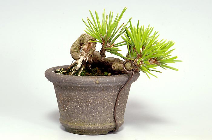 豆盆栽・クロマツT（くろまつ・黒松）松柏盆栽を裏側から見た景色・Pinus thunbergii bonsai