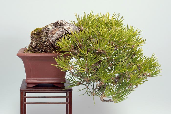 クロマツ-W-1（くろまつ・黒松）松柏盆栽の販売と育て方・作り方・Pinus thunbergii bonsai