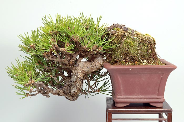 クロマツ-W-1（くろまつ・黒松）松柏盆栽を裏側から見た景色・Pinus thunbergii bonsai