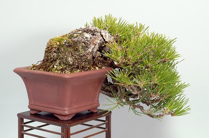 クロマツ-W-1（くろまつ・黒松）松柏盆栽を左側から見た景色・Pinus thunbergii bonsai