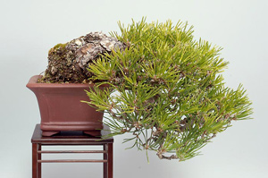 クロマツ-W（くろまつ・黒松）松柏盆栽の成長記録-1・Pinus thunbergii bonsai