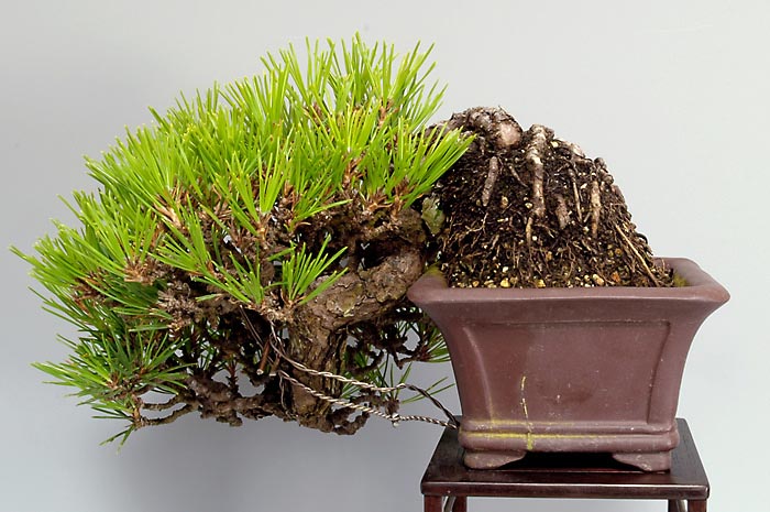 クロマツ-W（くろまつ・黒松）松柏盆栽を裏側から見た景色・Pinus thunbergii bonsai