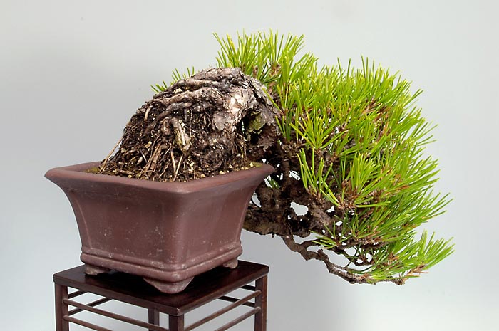 クロマツ-W（くろまつ・黒松）松柏盆栽を左側から見た景色・Pinus thunbergii bonsai